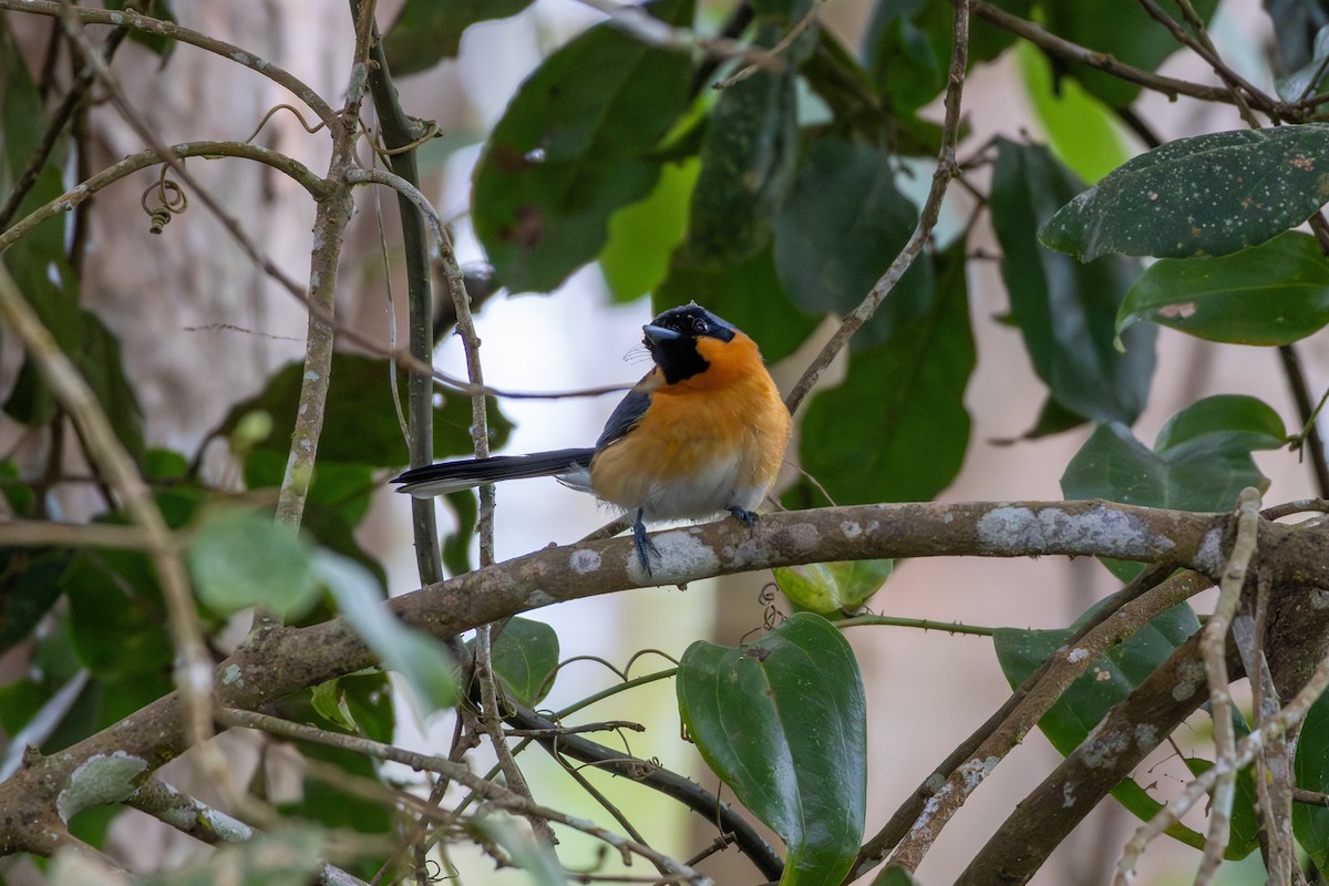 Australian Spectacled Monarch - ML641904385