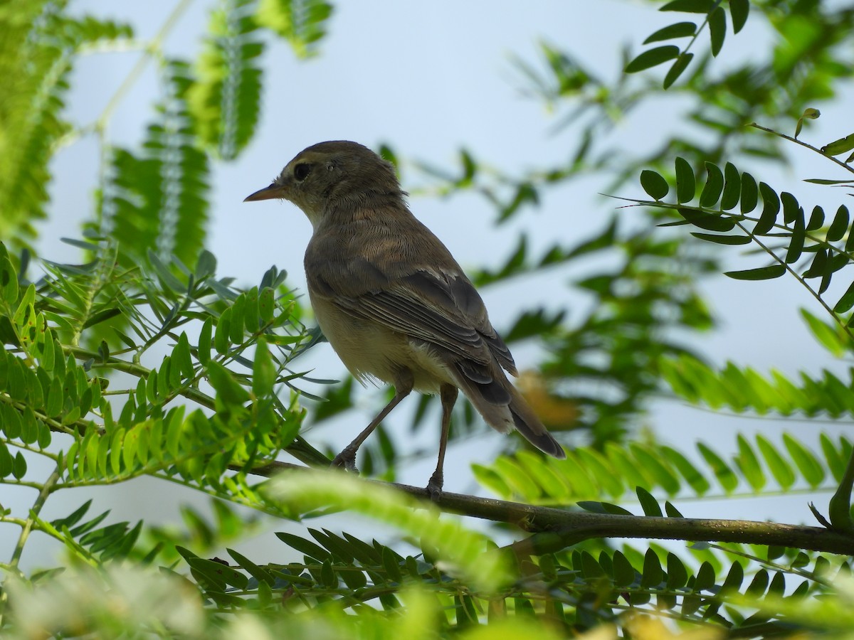 Booted Warbler - ML641904386