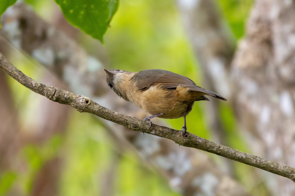 Rufous Shrikethrush - ML641904387