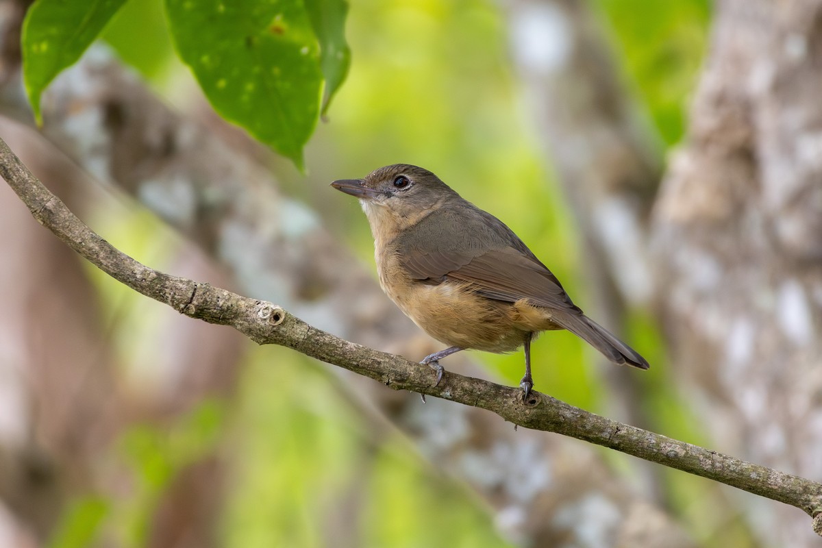 Rufous Shrikethrush - ML641904388