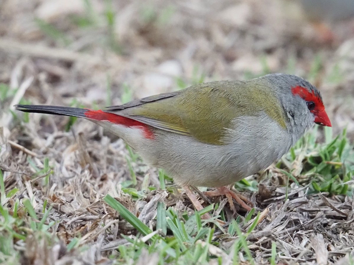 Red-browed Firetail - ML641904396