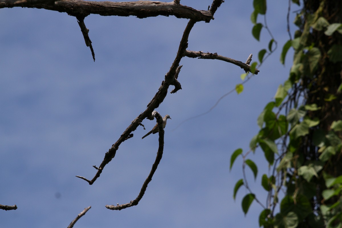 斑馬鳩 - ML641904412