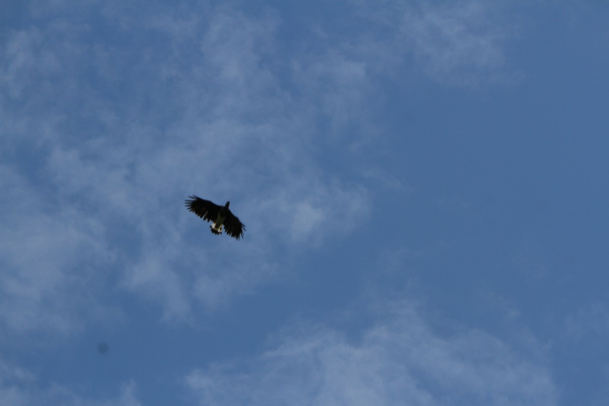 Gray-headed Fish-Eagle - ML641904418