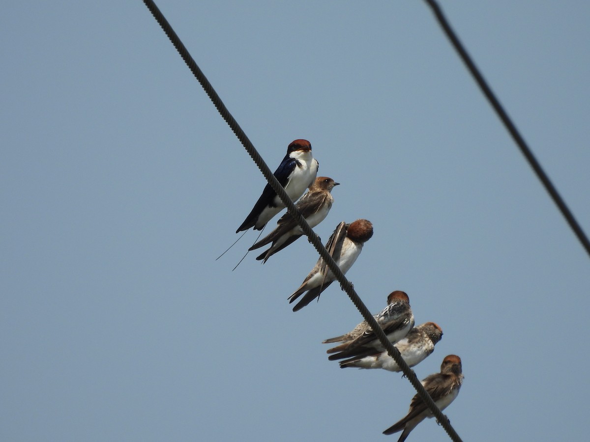 Wire-tailed Swallow - ML641904427