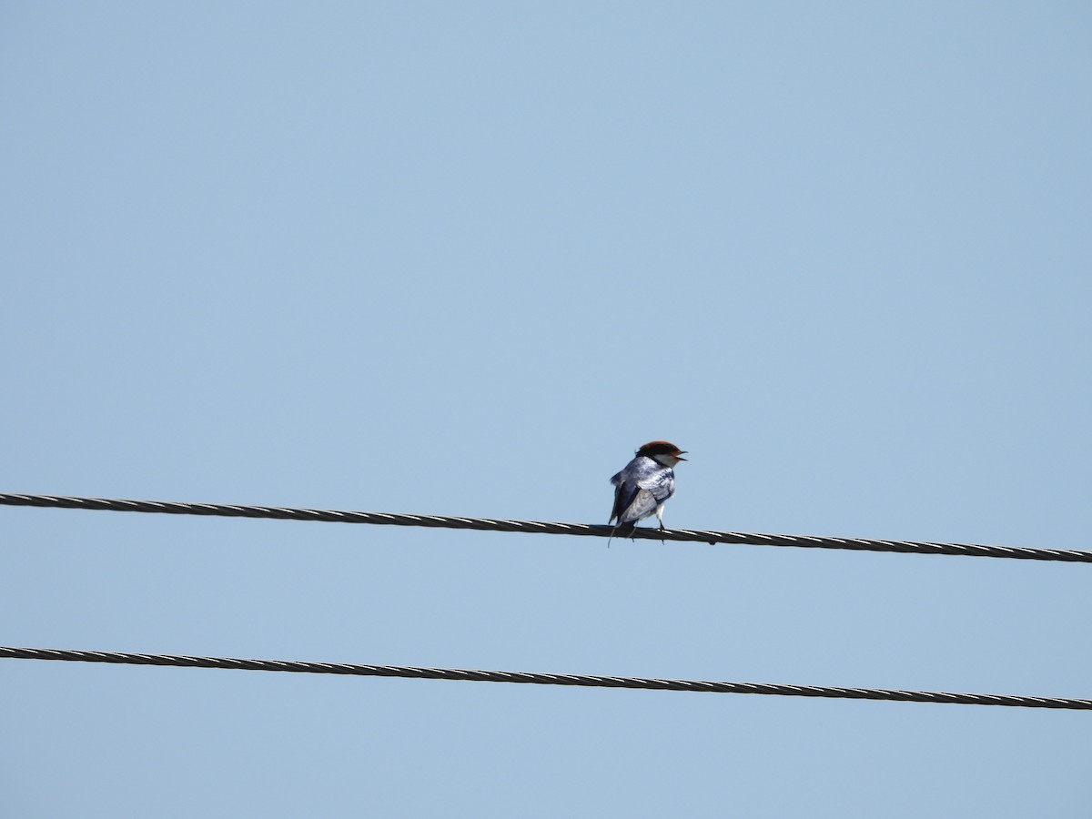 Wire-tailed Swallow - ML641904428