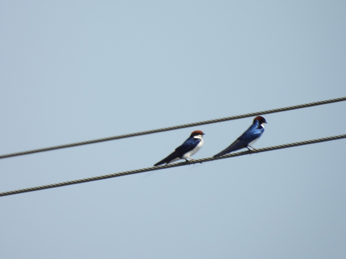 Wire-tailed Swallow - ML641904430