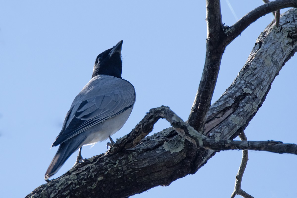 Black-faced Cuckooshrike - ML641904431