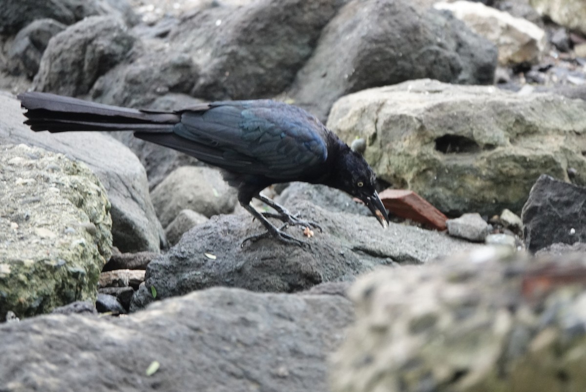 Great-tailed Grackle - ML641904439