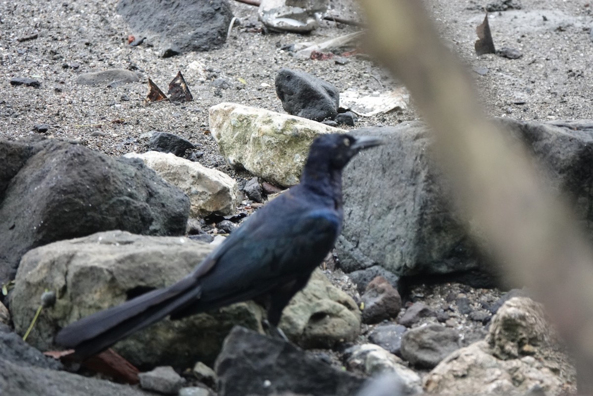 Great-tailed Grackle - ML641904440
