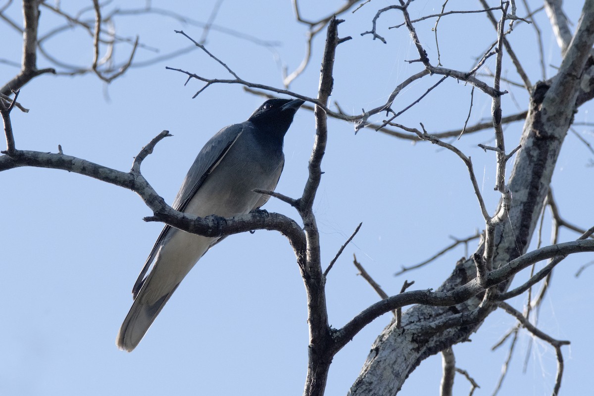 Black-faced Cuckooshrike - ML641904441