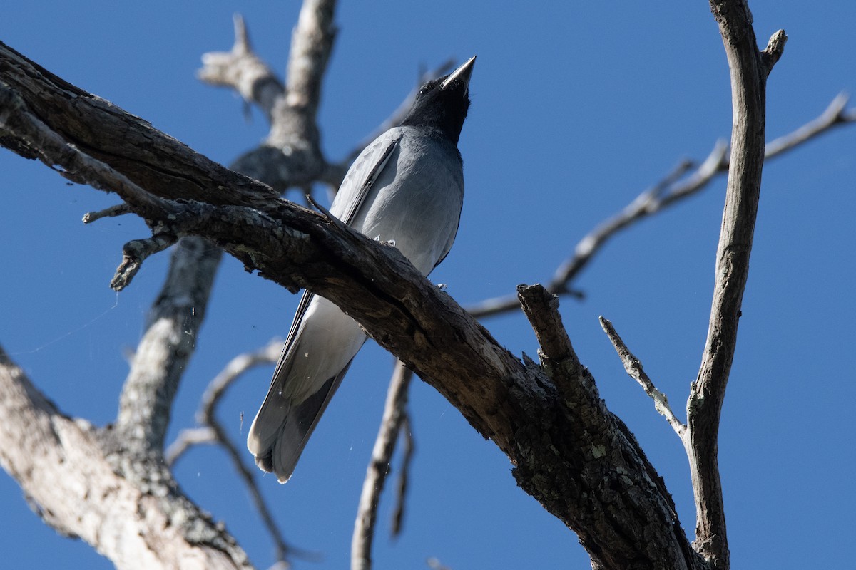 Black-faced Cuckooshrike - ML641904444