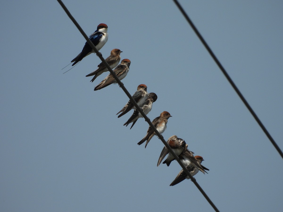 Streak-throated Swallow - ML641904445