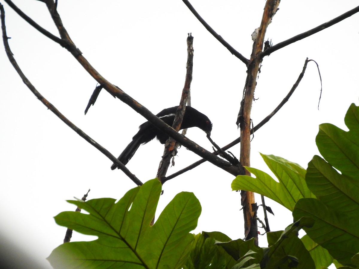 Malayan Black Magpie - ML641904446
