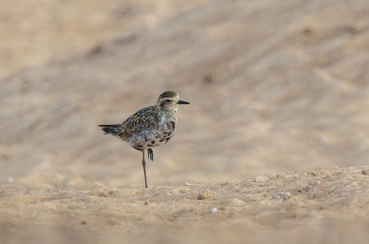Pacific Golden-Plover - ML641904449