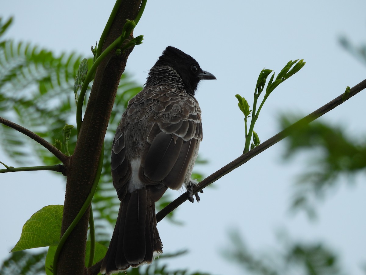 Red-vented Bulbul - ML641904463