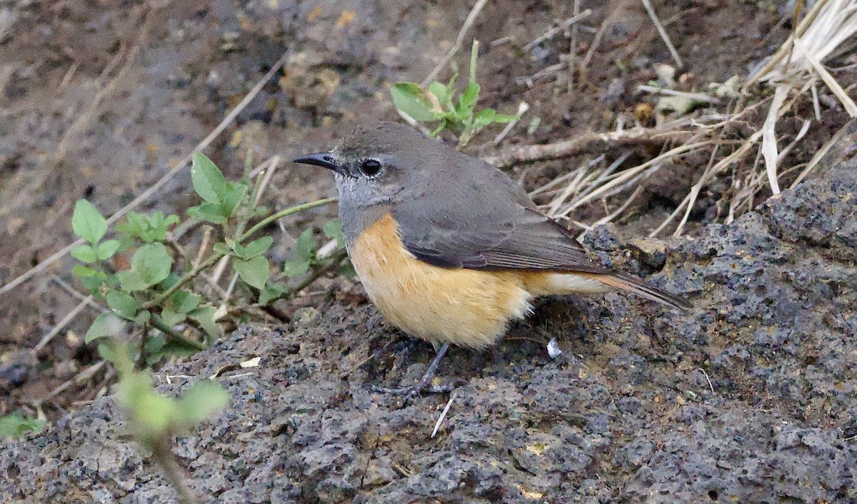 Little Rock-Thrush - ML641904468