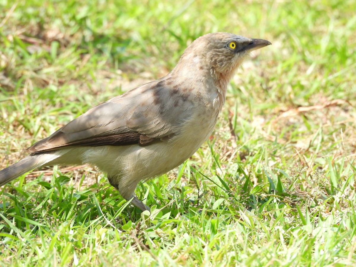 Large Gray Babbler - ML641904471