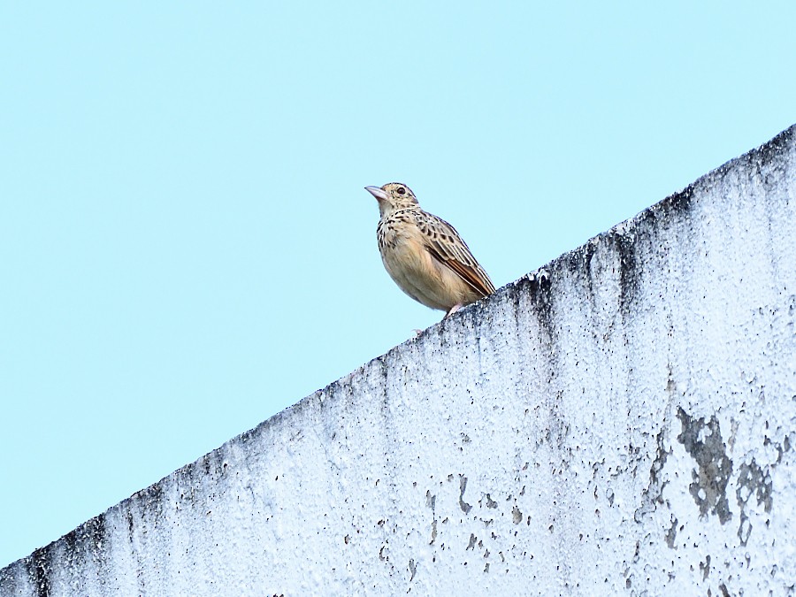 Jerdon's Bushlark - ML641904489