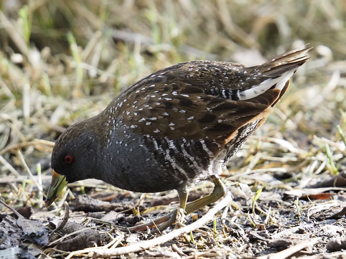 Marouette d'Australie - ML641904493