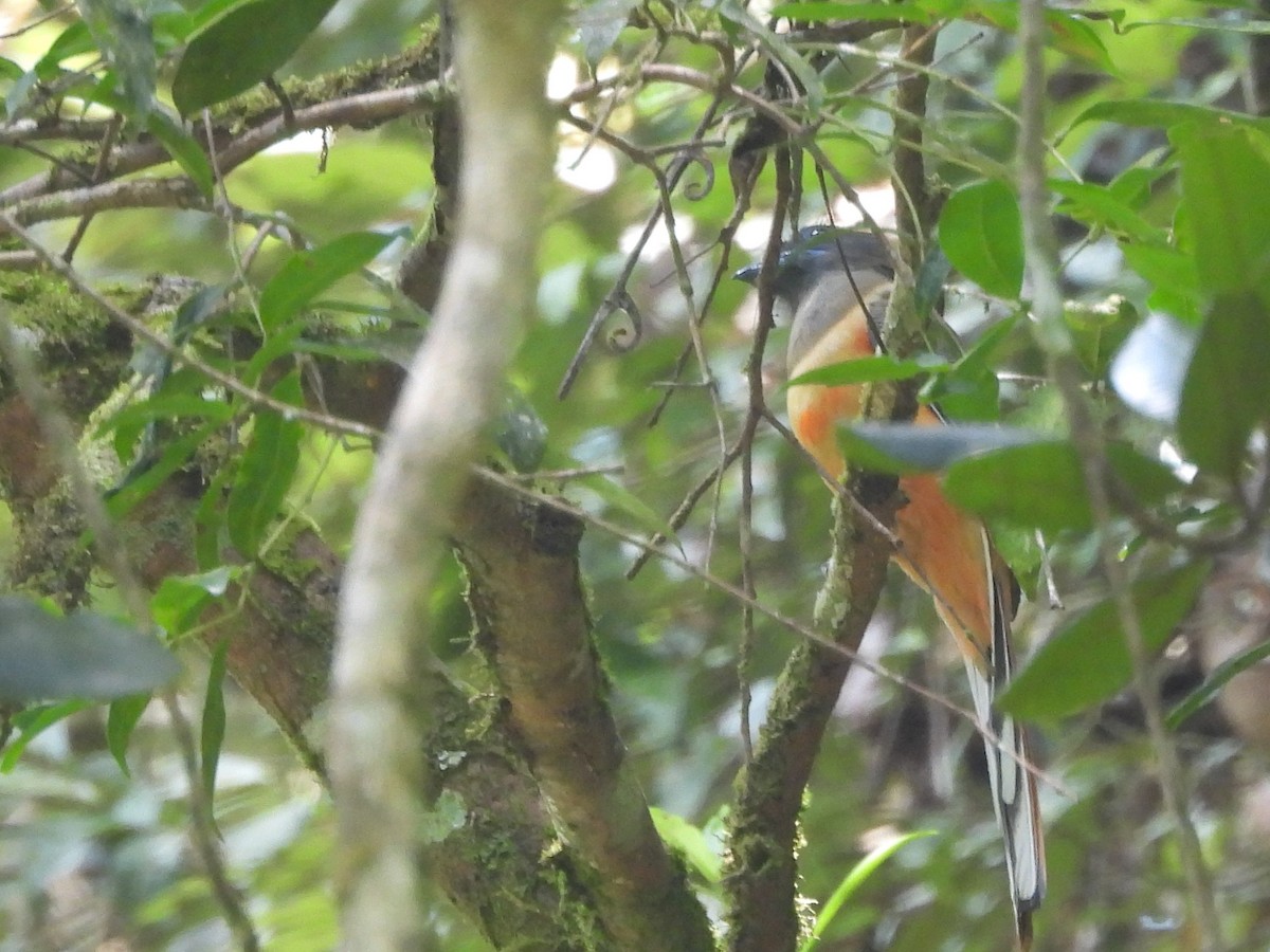 Malabar Trogon - ML641904494