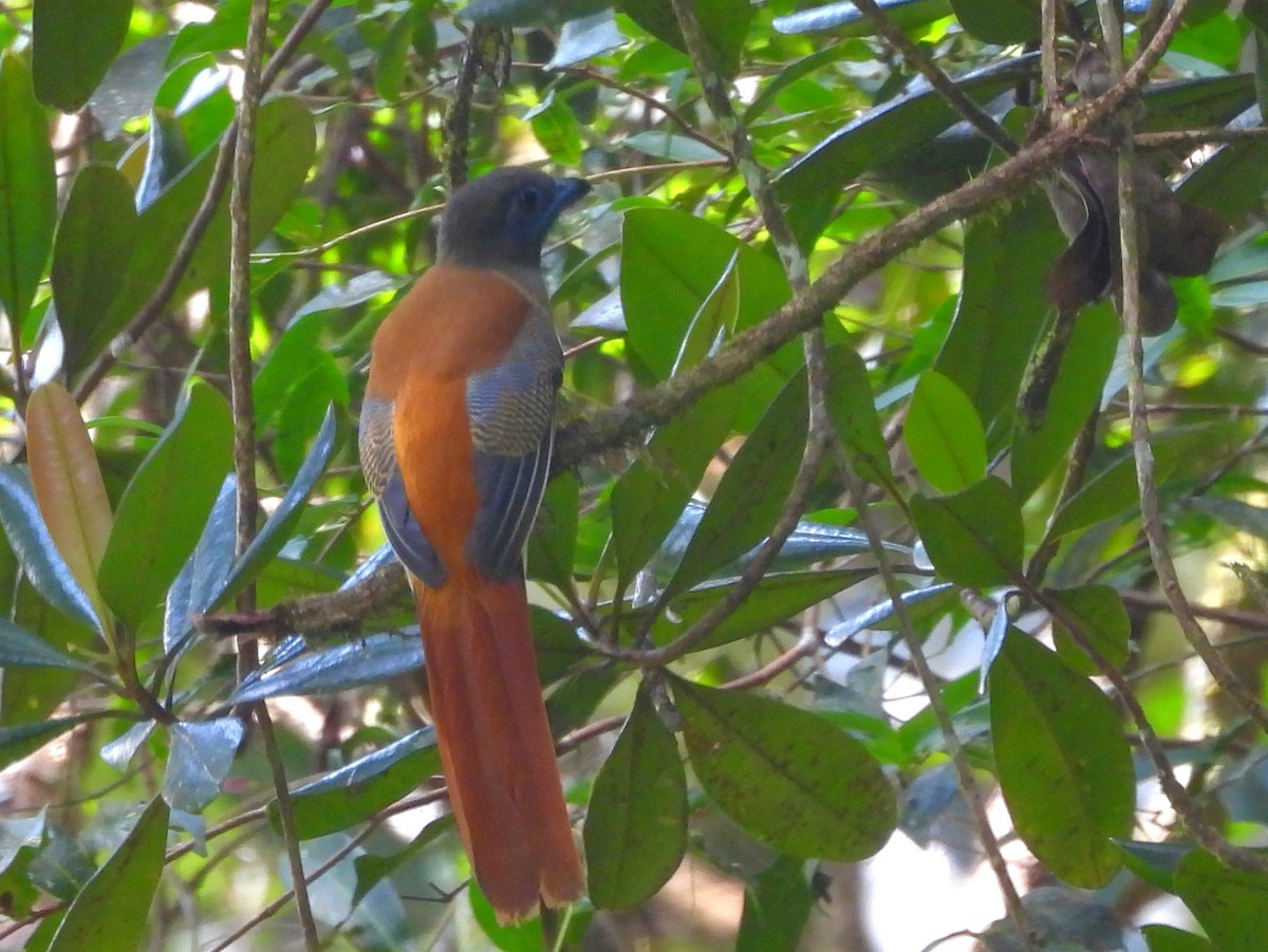 Malabar Trogon - ML641904497