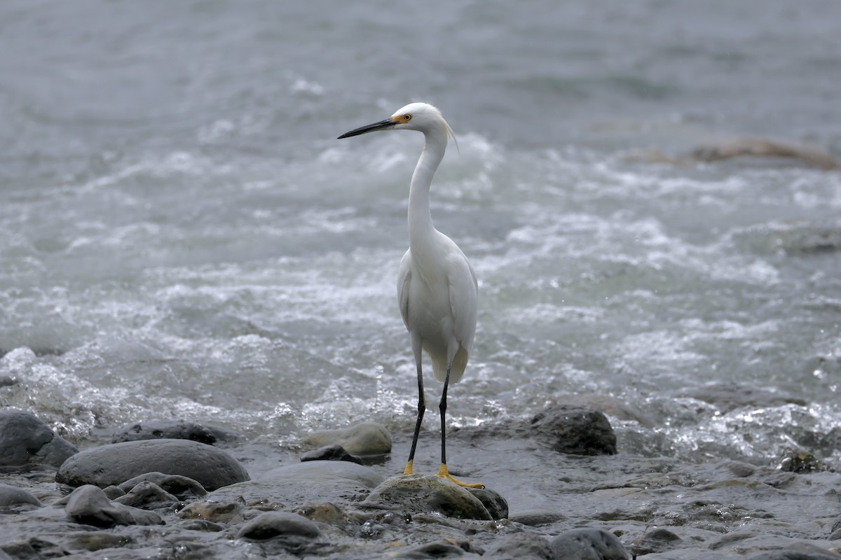 Snowy Egret - ML641904498