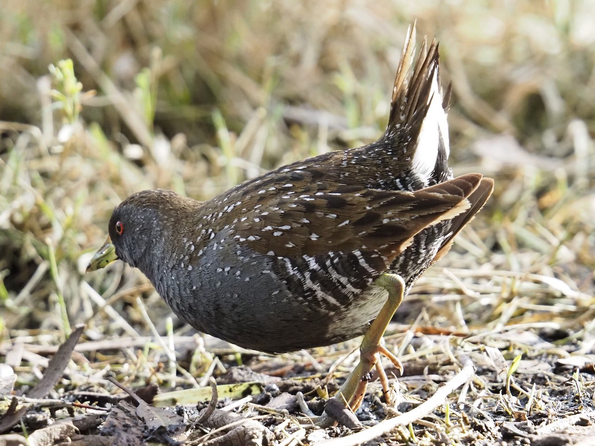Marouette d'Australie - ML641904499