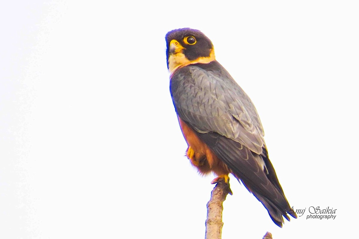 Oriental Hobby - ML641904511