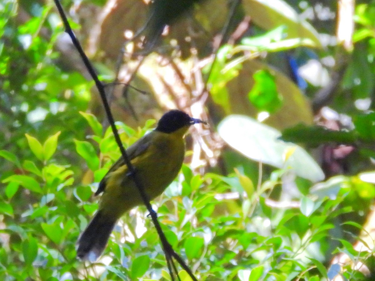 Black-capped Bulbul - ML641904512