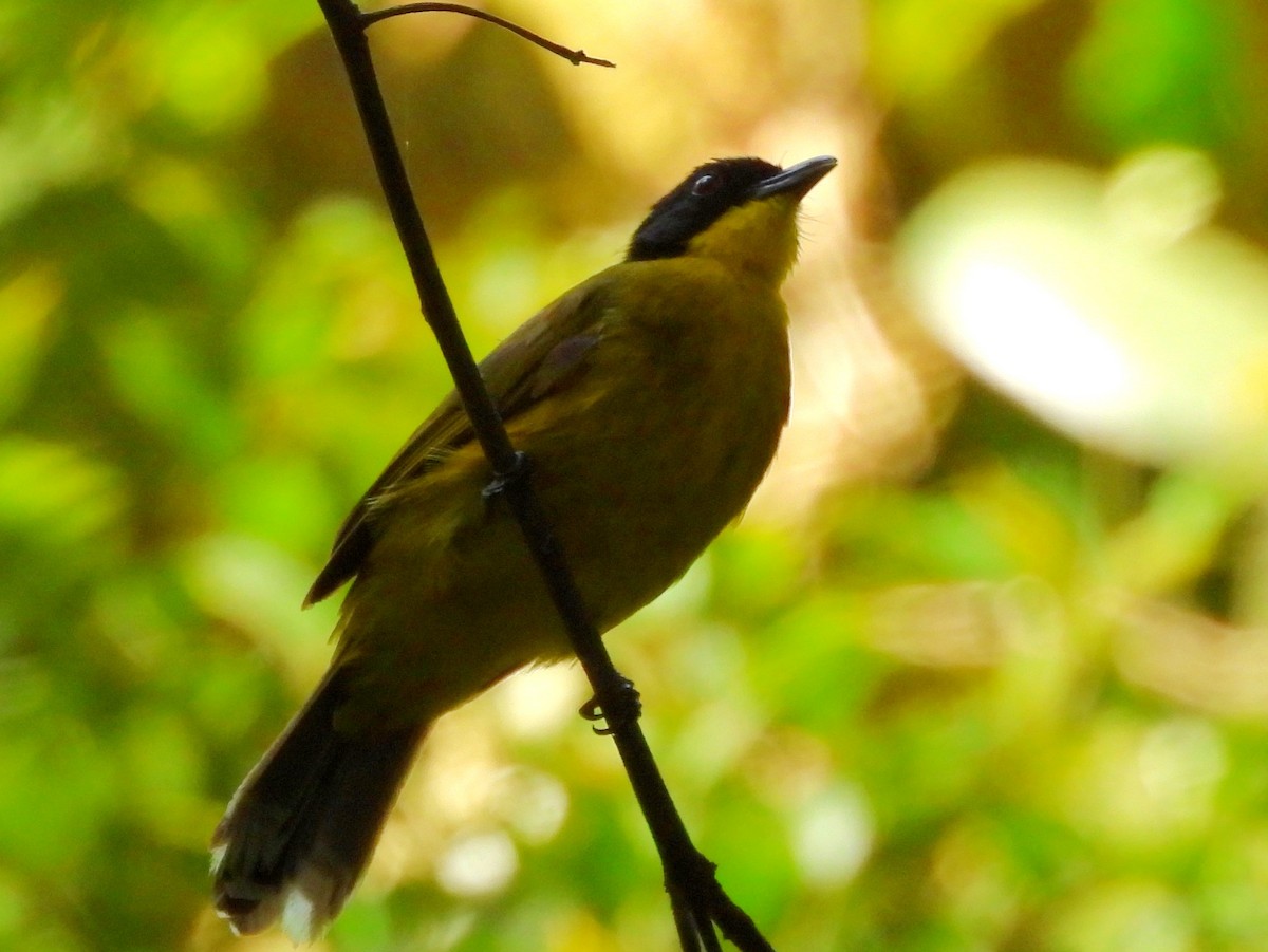 Black-capped Bulbul - ML641904513