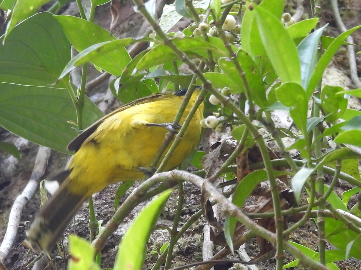 Black-capped Bulbul - ML641904514