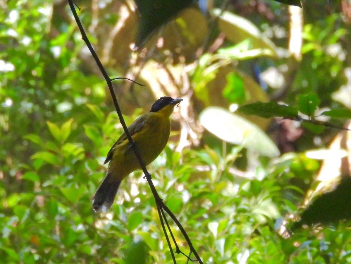 Black-capped Bulbul - ML641904515