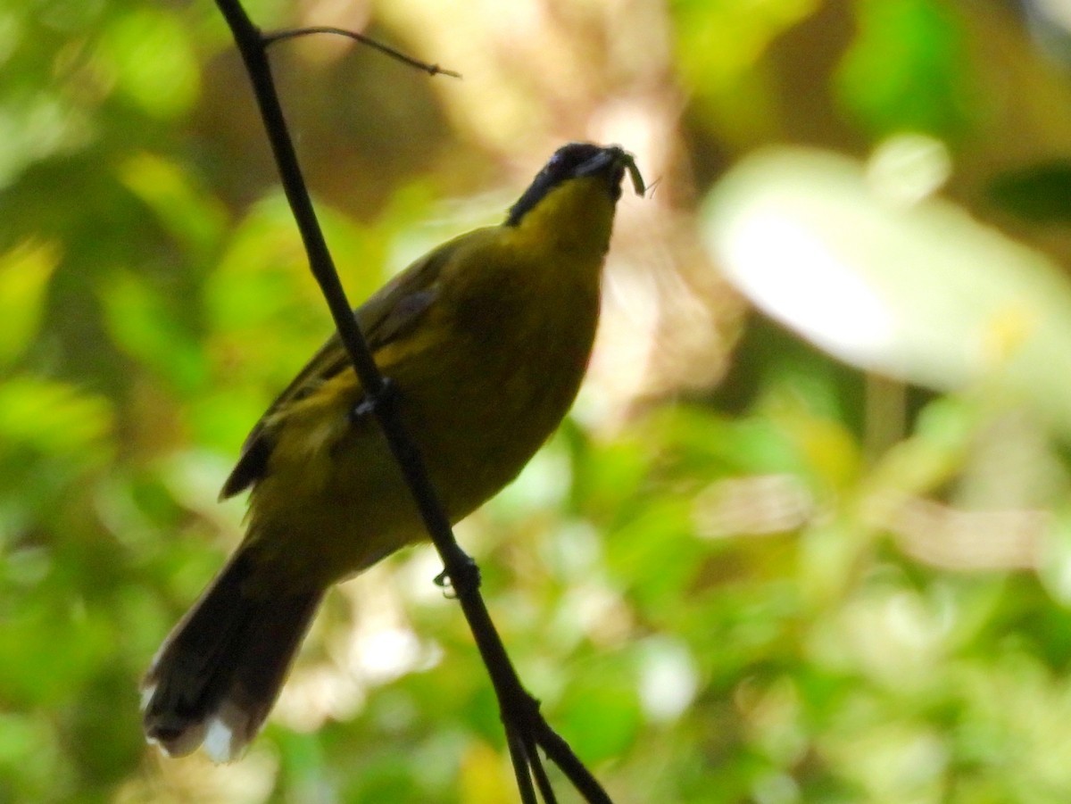 Black-capped Bulbul - ML641904516