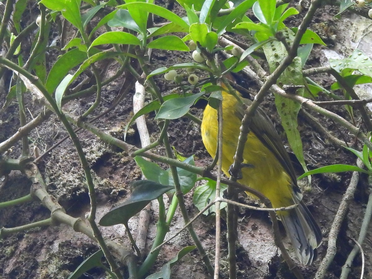 Black-capped Bulbul - ML641904517