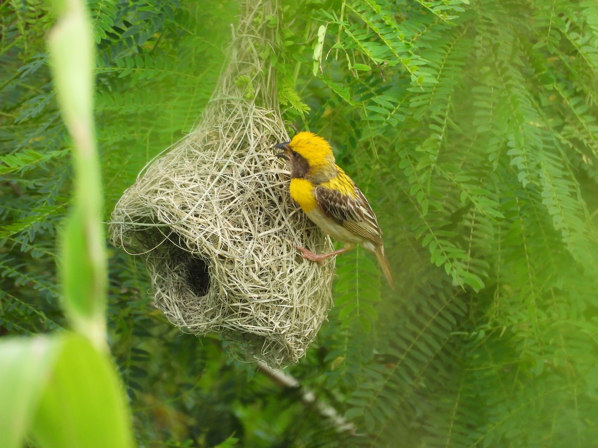 Baya Weaver - ML641904520