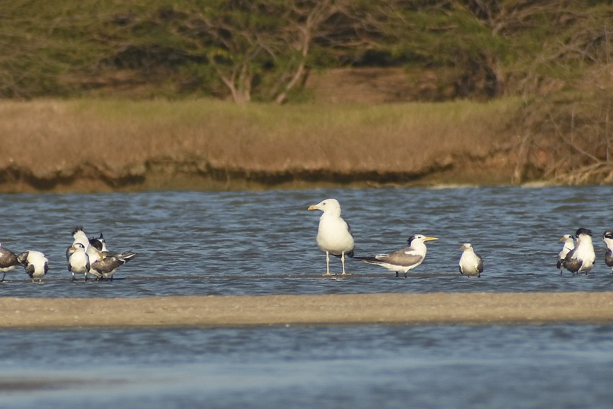 Lesser Black-backed Gull - ML641904540
