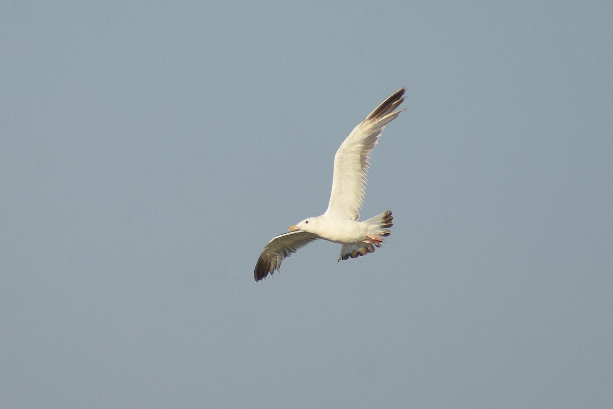 Lesser Black-backed Gull - ML641904541