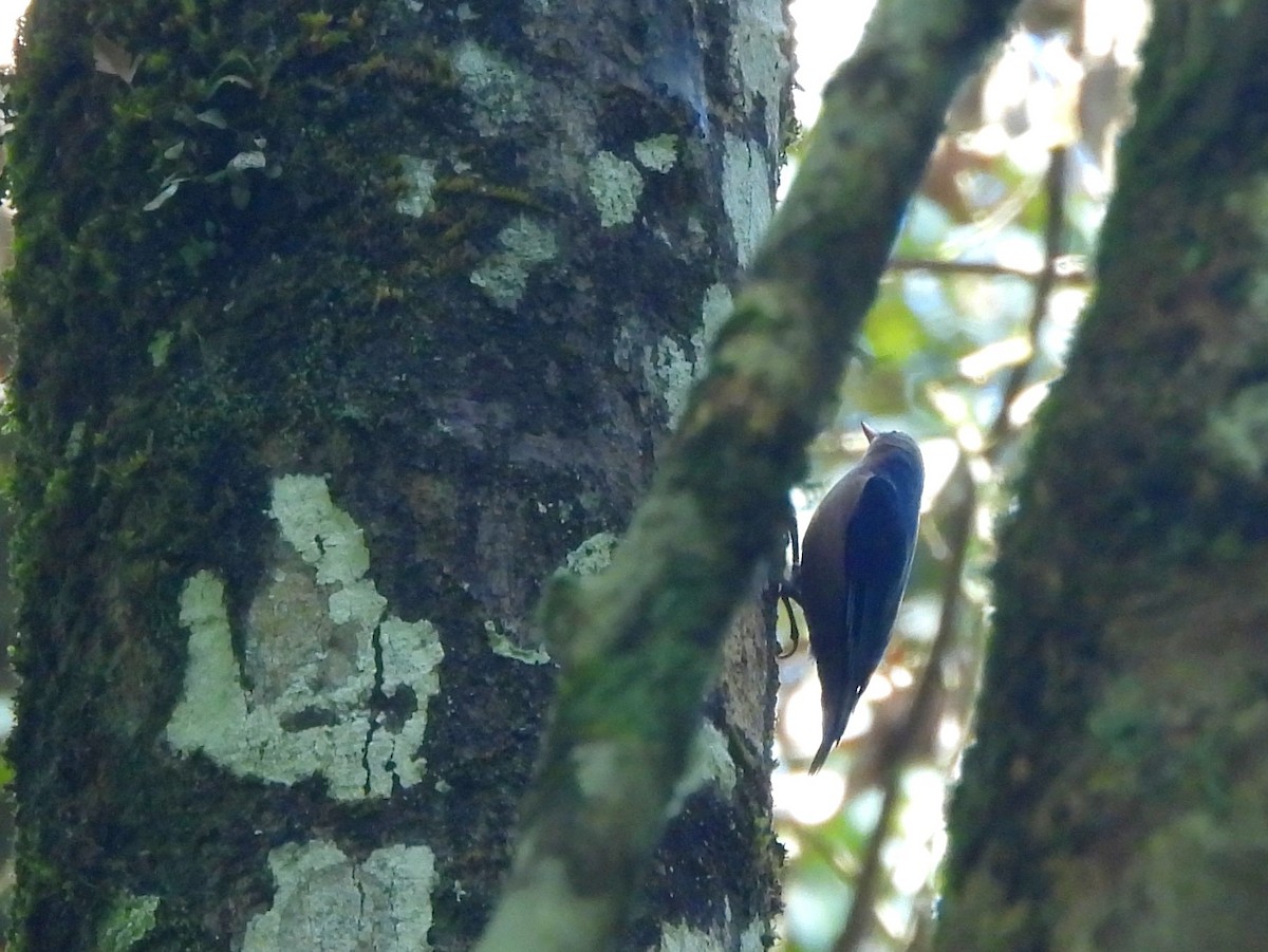 Velvet-fronted Nuthatch - ML641904542