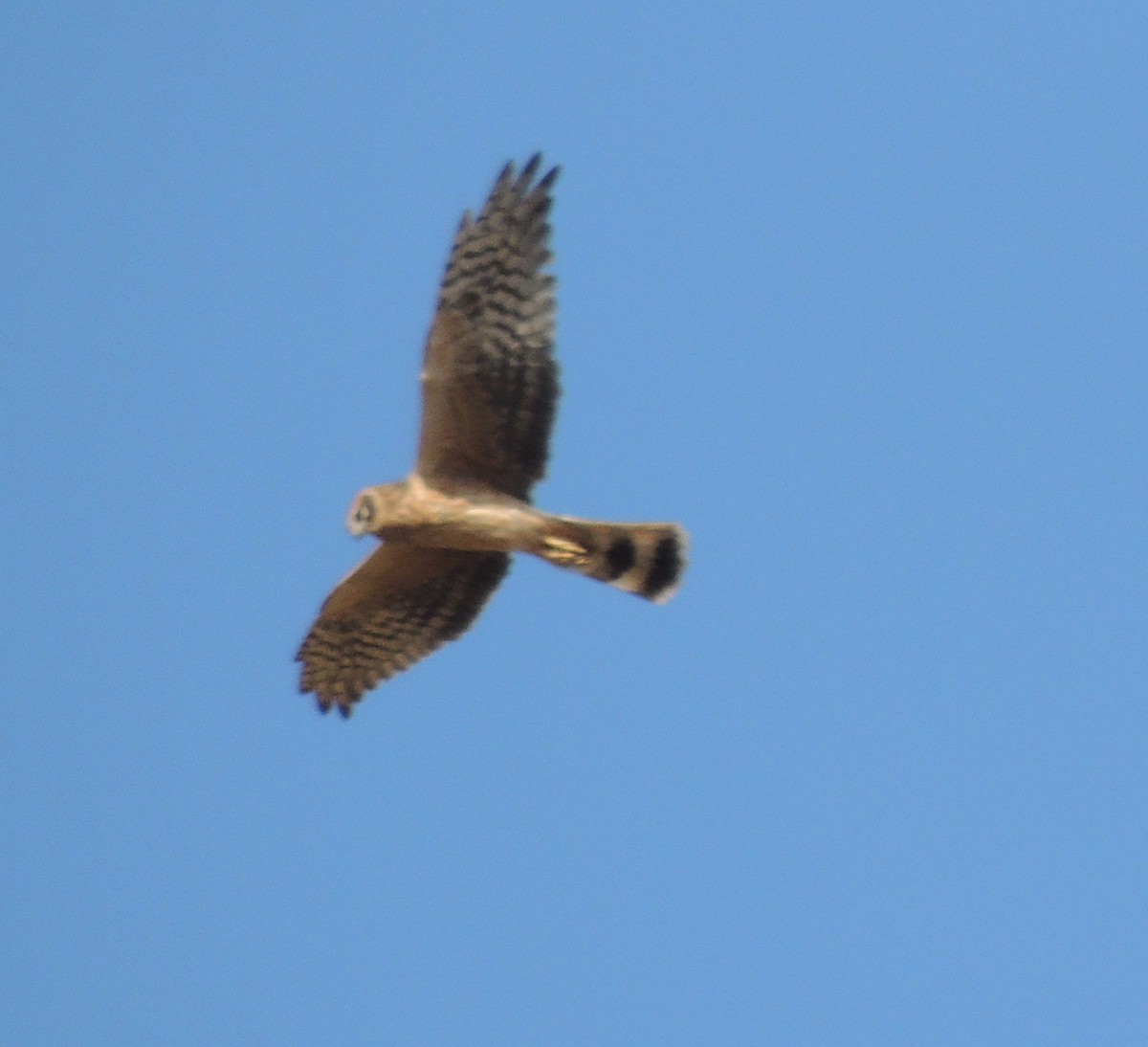 Pallid Harrier - ML641904543
