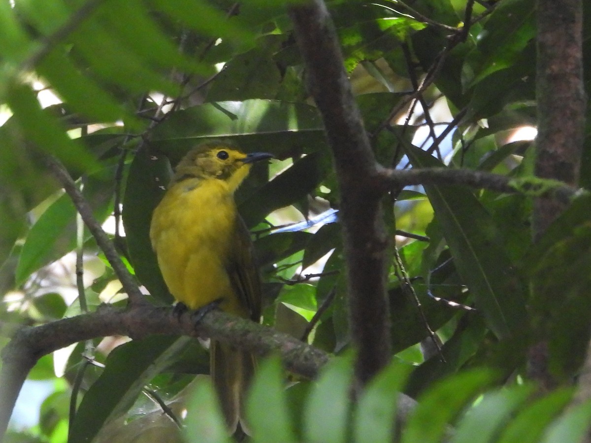 Yellow-browed Bulbul - ML641904546