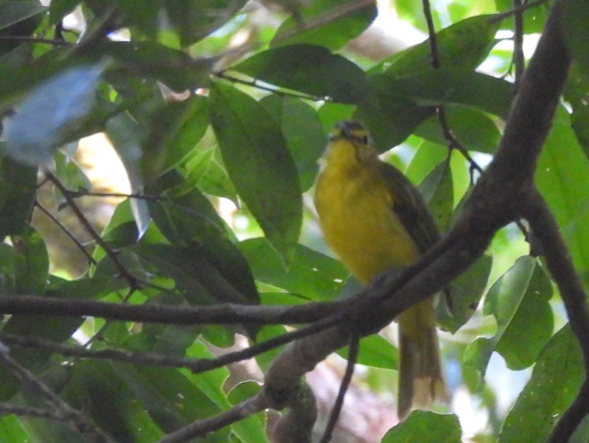 Yellow-browed Bulbul - ML641904547