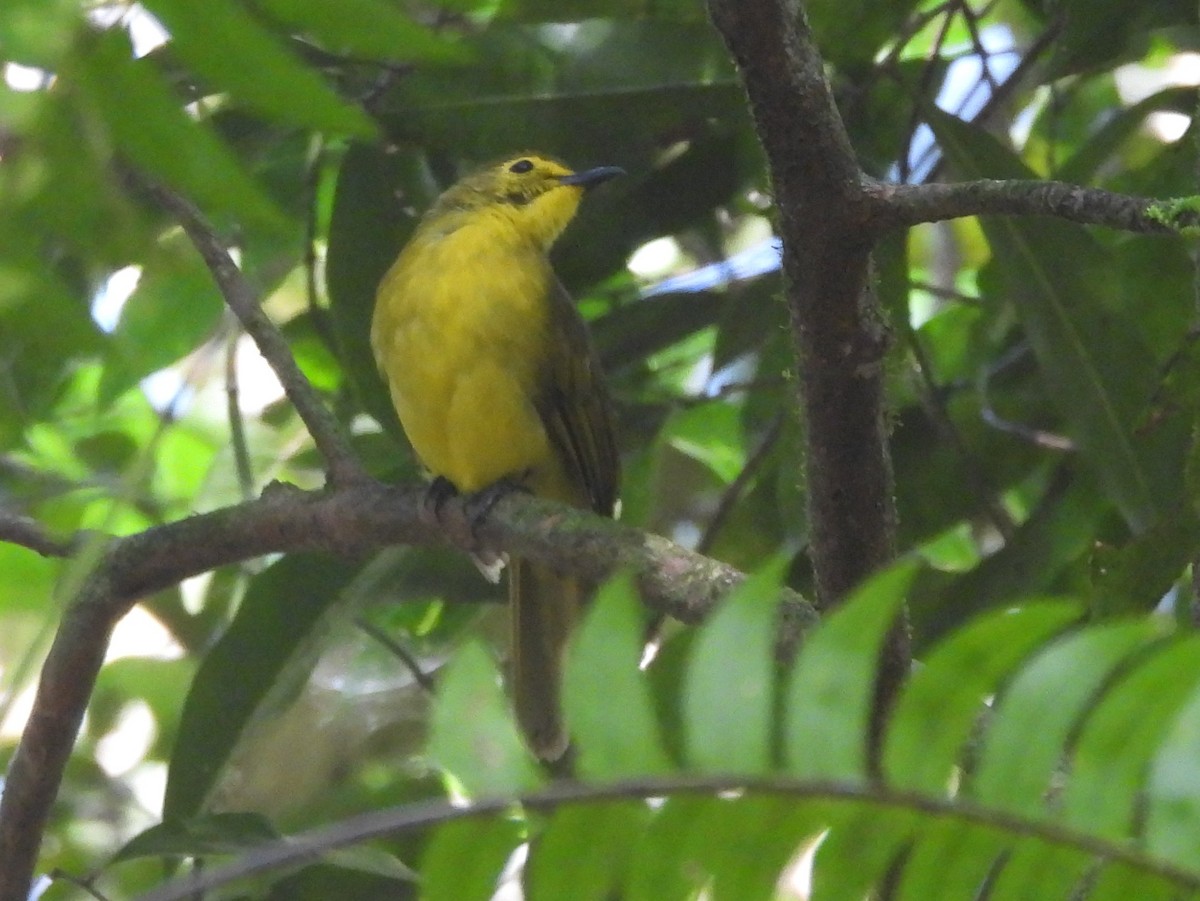 Yellow-browed Bulbul - ML641904548