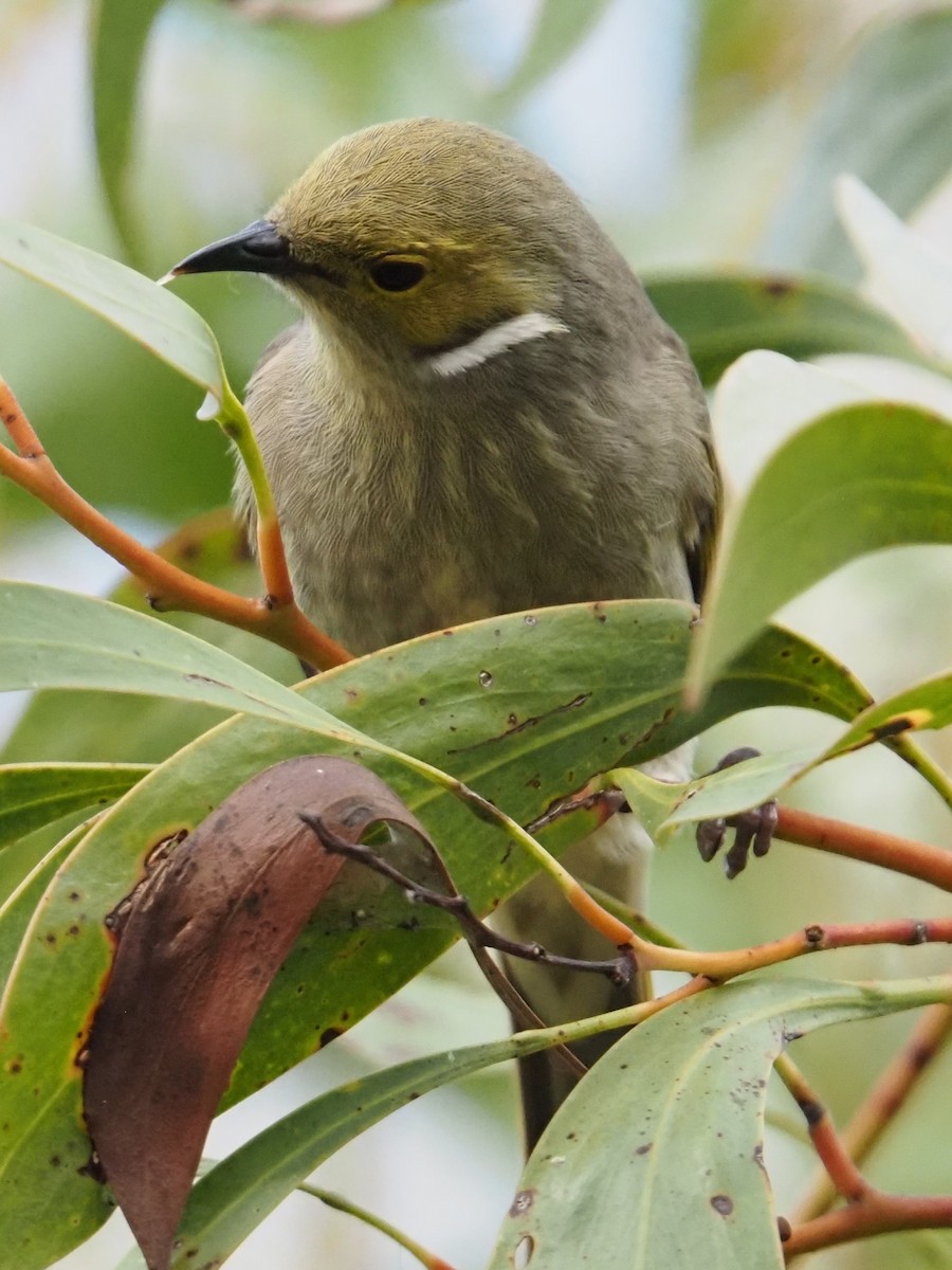 White-plumed Honeyeater - ML641904551