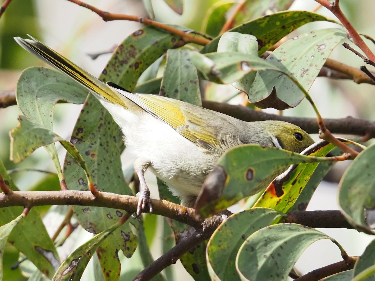White-plumed Honeyeater - ML641904552