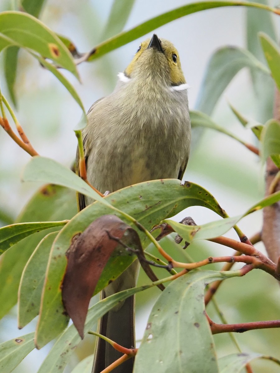White-plumed Honeyeater - ML641904553