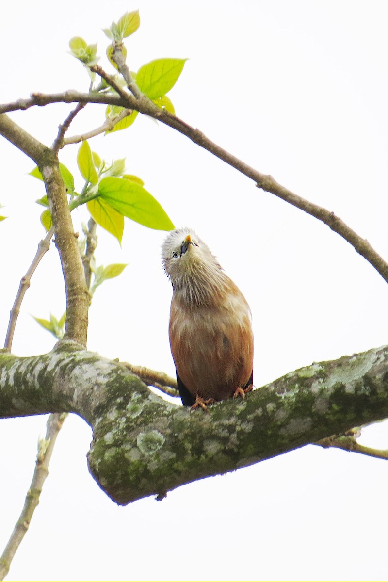 Chestnut-tailed Starling - ML641904557