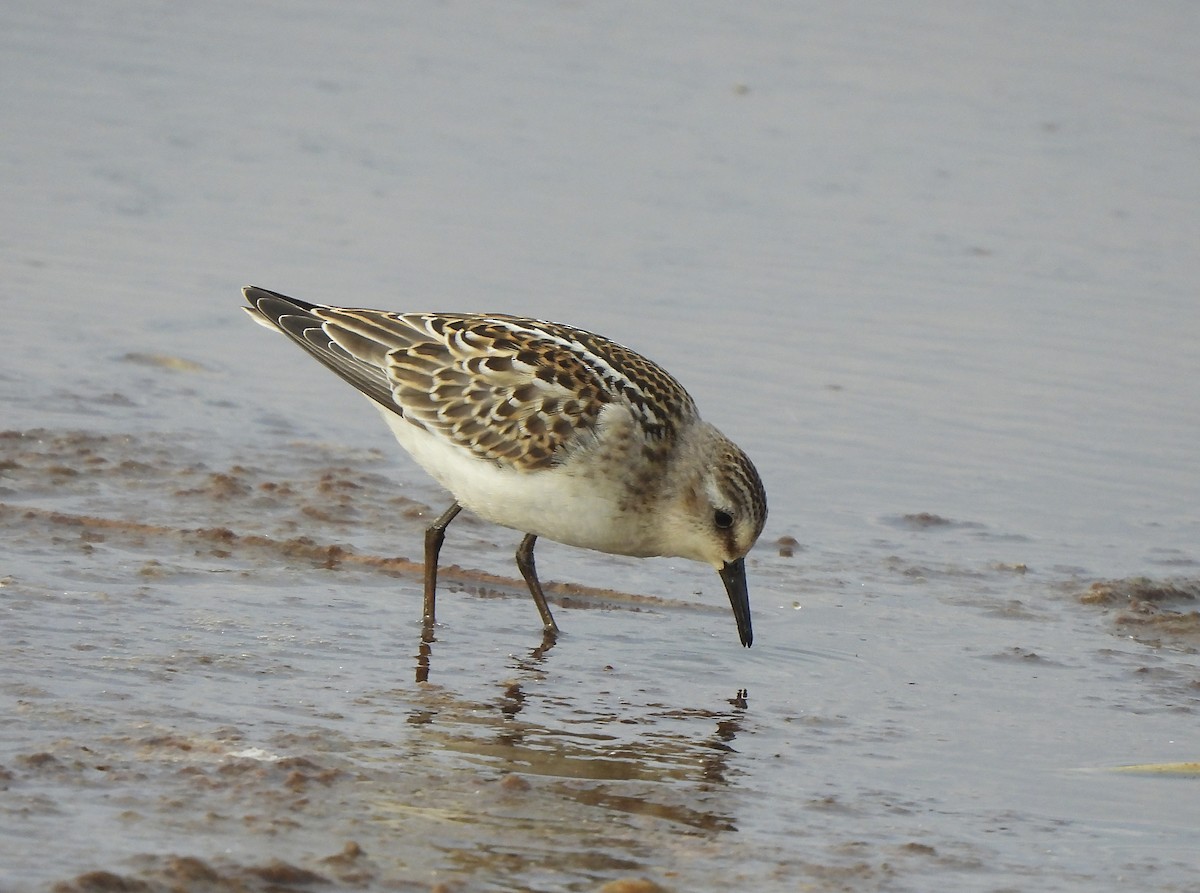 Little Stint - ML641904559