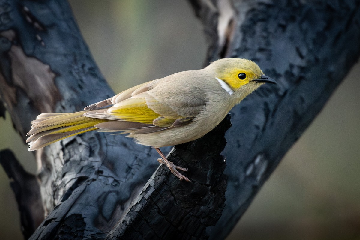 White-plumed Honeyeater - ML641904571