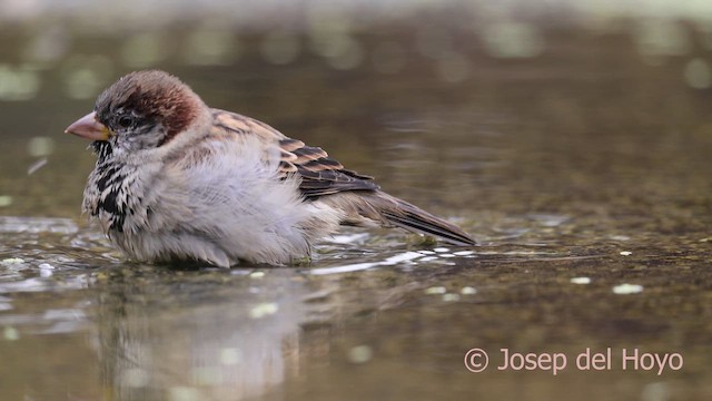 House Sparrow - ML641904572