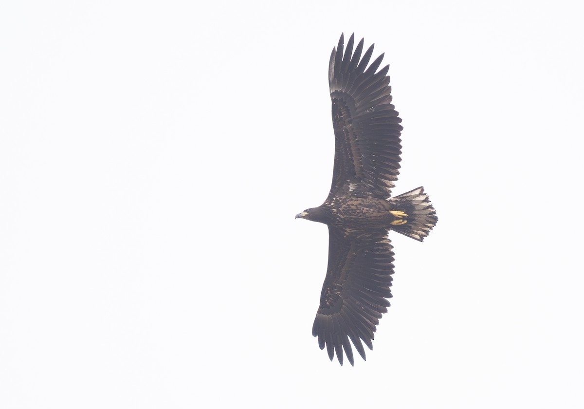 White-tailed Eagle - ML641904581